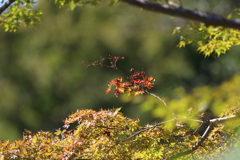 10月10日 明石公園 ５
