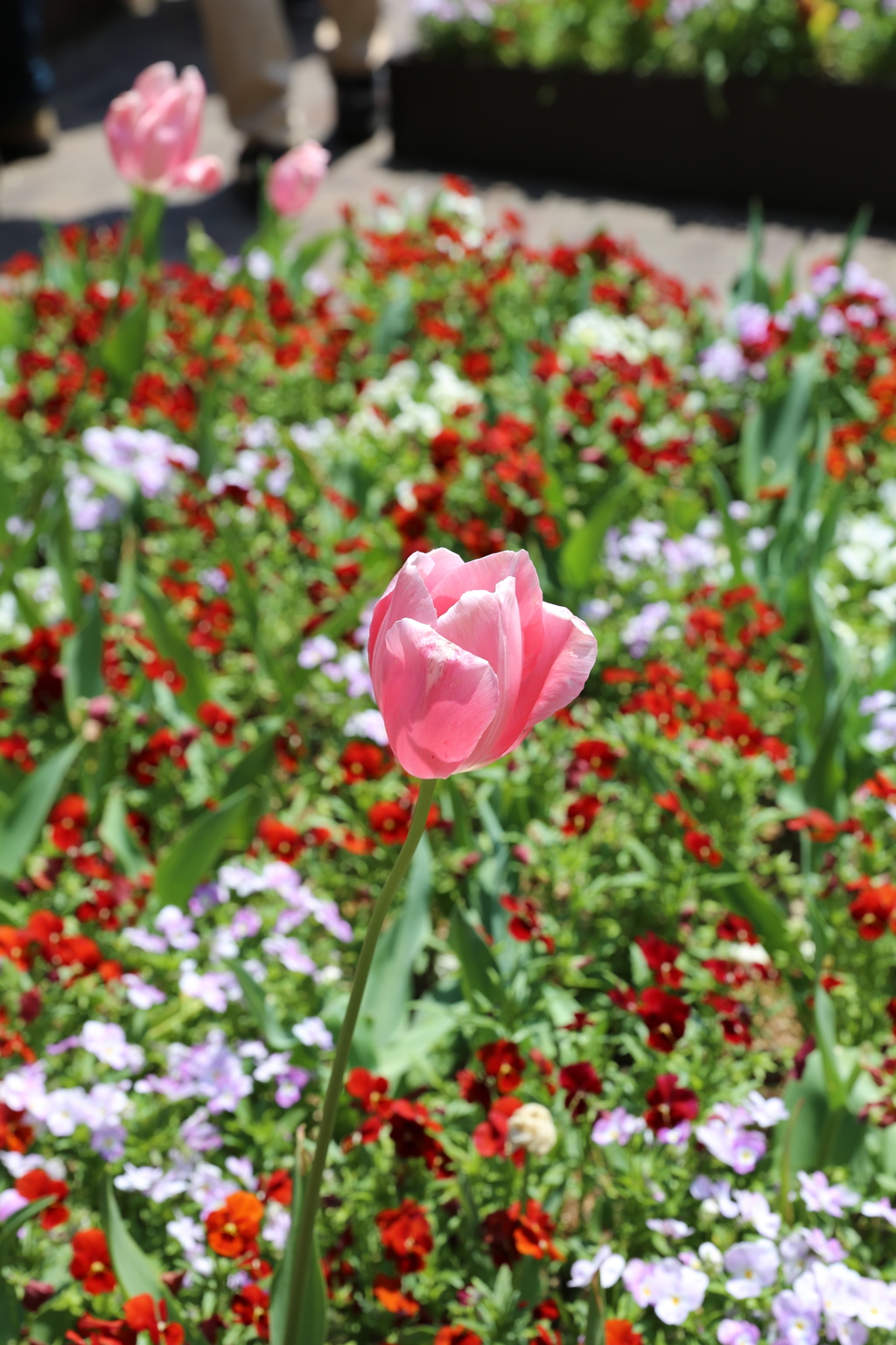5月5日 布引ハーブ園 18