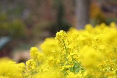 3月20日　布引ハーブ園 57