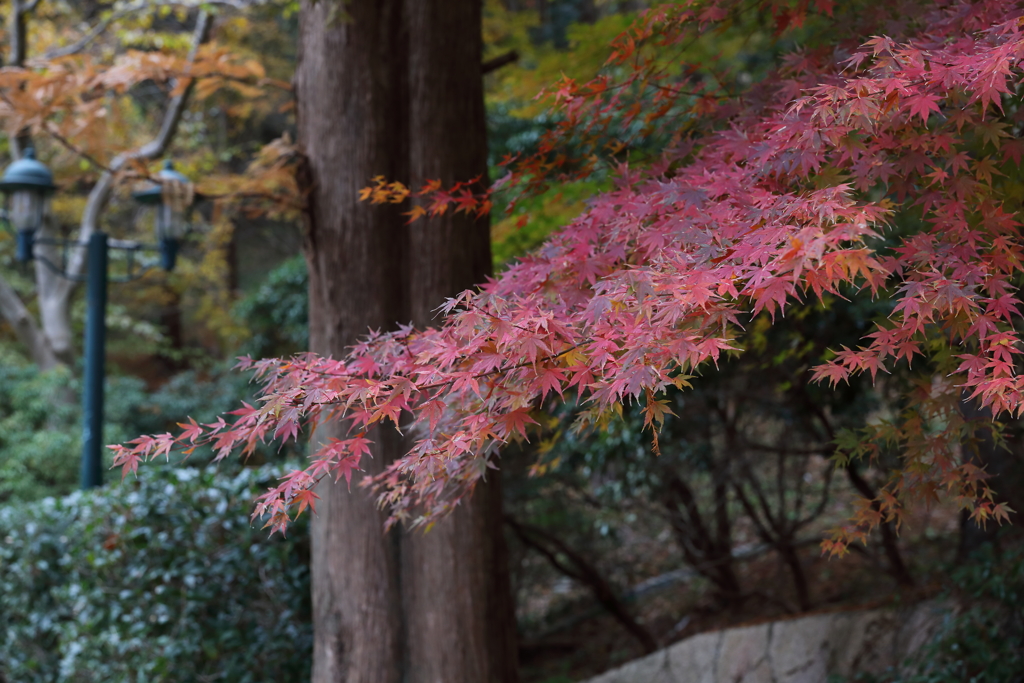 12月7日 布引ハーブ園 13