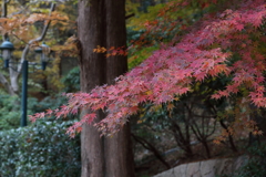 12月7日 布引ハーブ園 13
