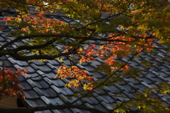 11月28日 相楽園 23