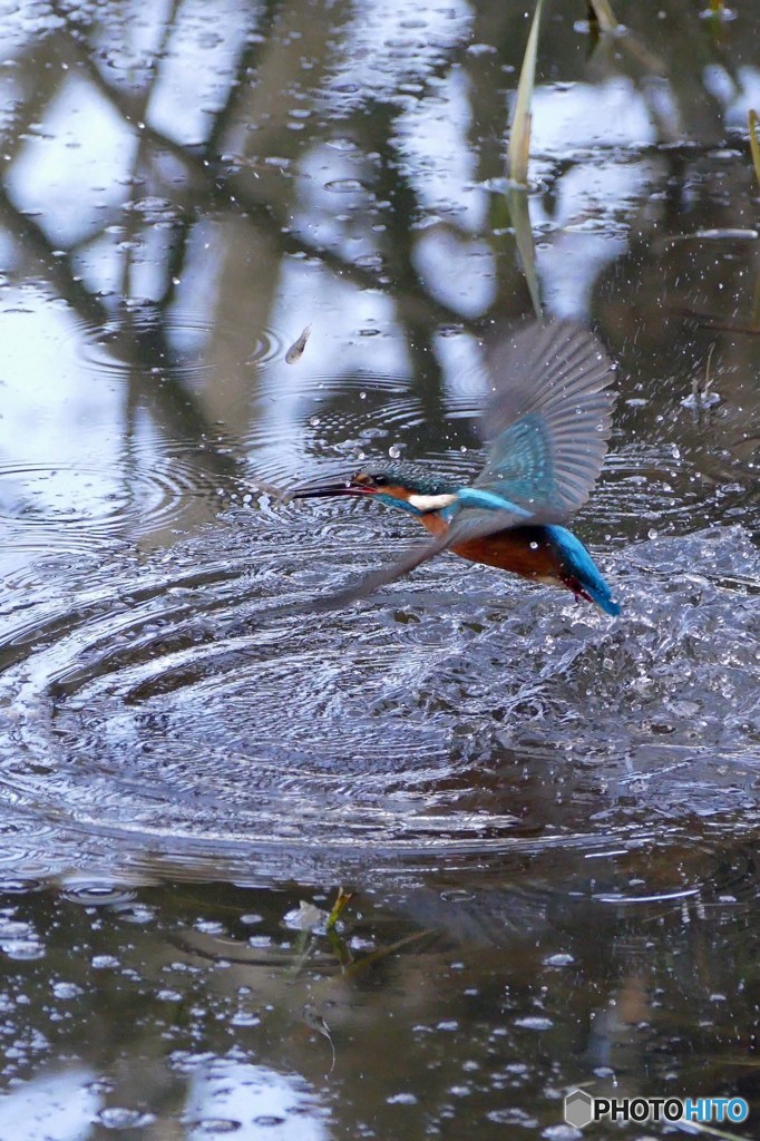 公園のカワセミ