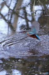 公園のカワセミ