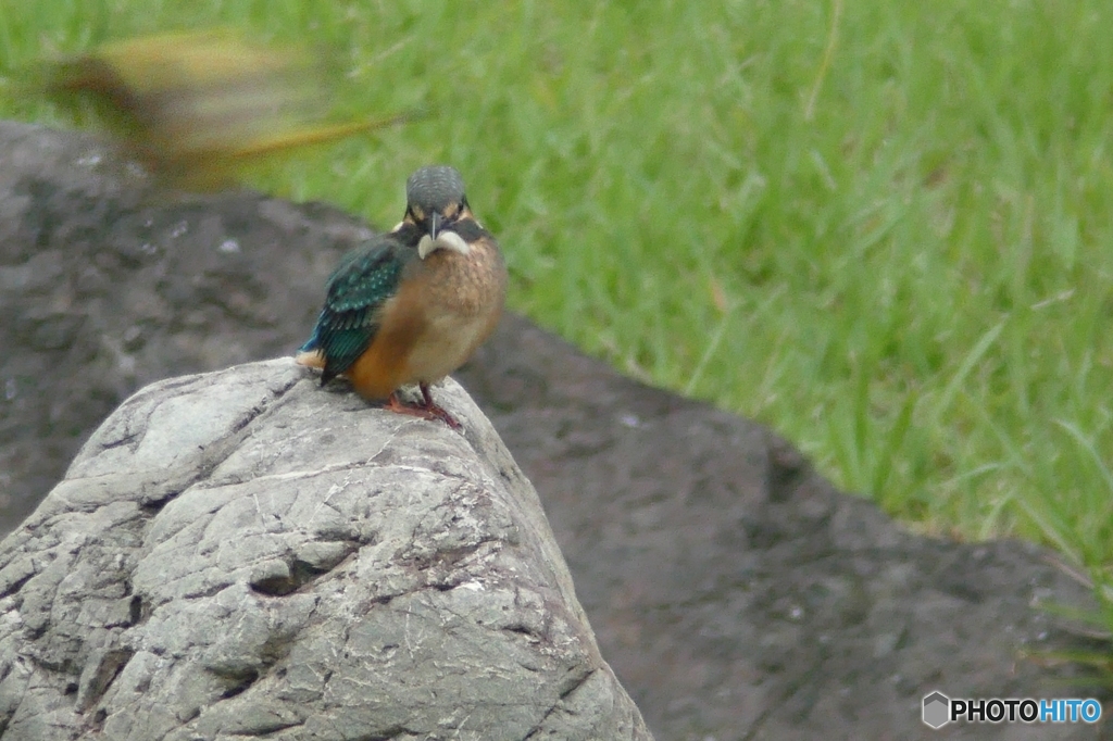 UMAを見つめるカワセミの雛
