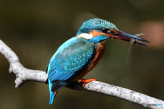 いつもの公園のカワセミ