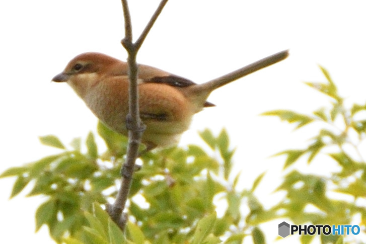 久しぶりのモズ