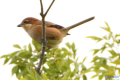 久しぶりのモズ