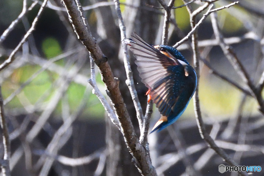 魚なんか捕ってないんだからね！