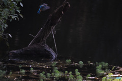 kingfisher