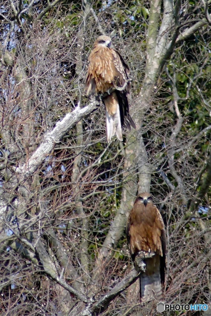 つがいのトンビ