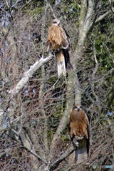 つがいのトンビ