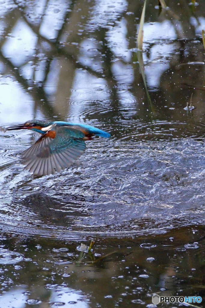 公園のカワセミ