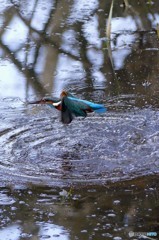 公園のカワセミ