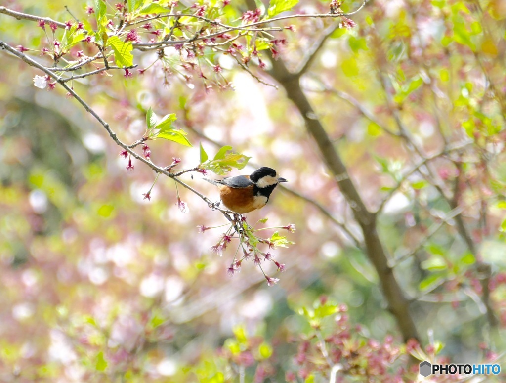 桜とヤマガラ