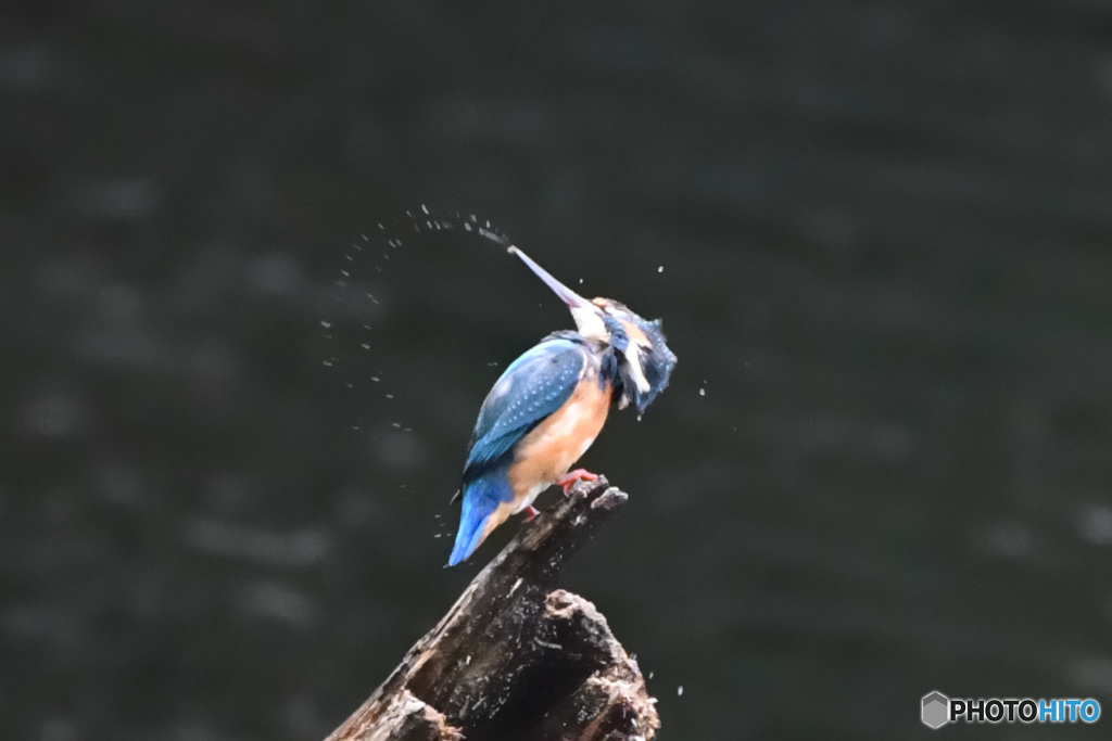 カワセミ　イルコ風