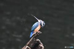 カワセミ　イルコ風
