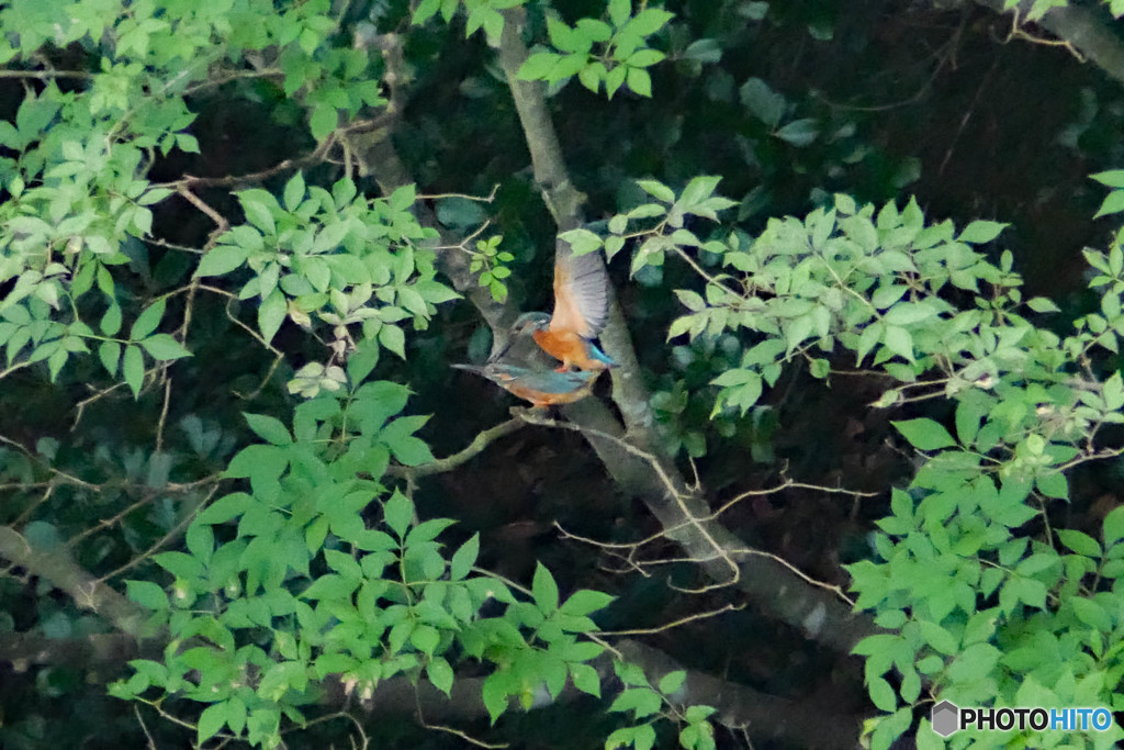カワセミの交尾