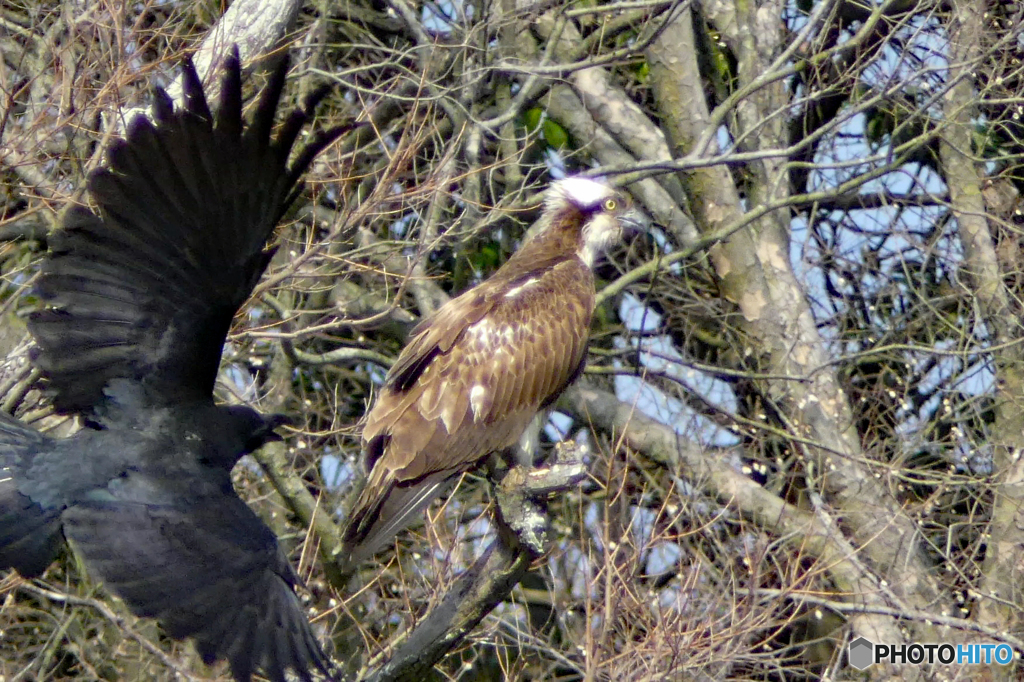 ミサゴ VS からす