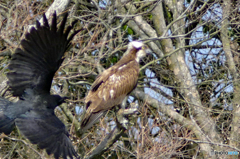 ミサゴ VS からす