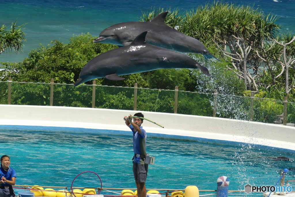 イルカのWジャンプ