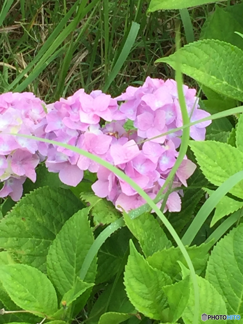 ハート型の紫陽花