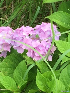 ハート型の紫陽花