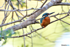 いつもの公園のカワセミ