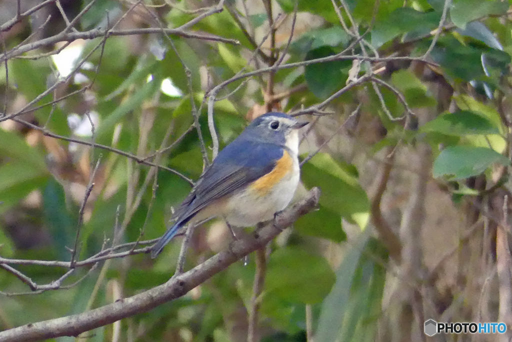 公園のルリビタキ