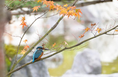 庭園のカワセミ