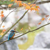 庭園のカワセミ