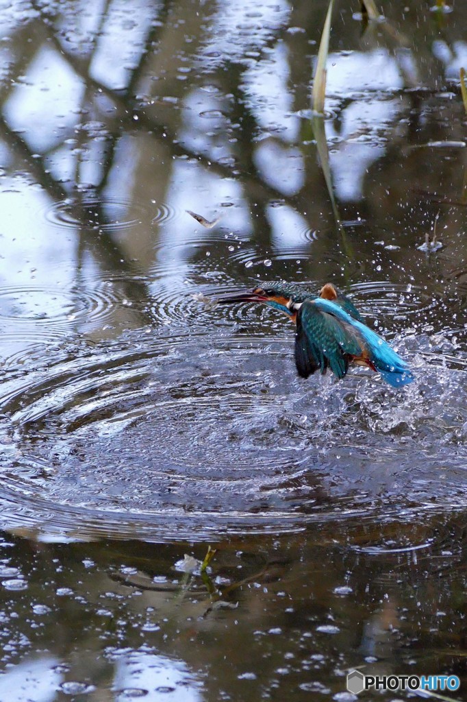 公園のカワセミ