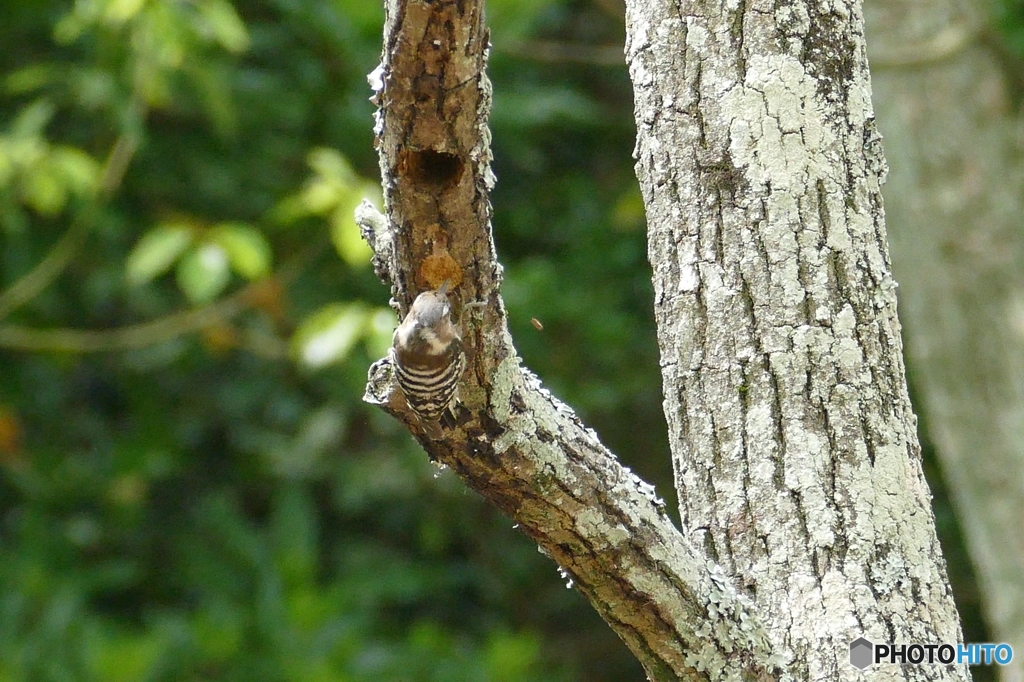 コゲラのリフォーム