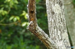 コゲラのリフォーム