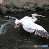 ペリカン離水