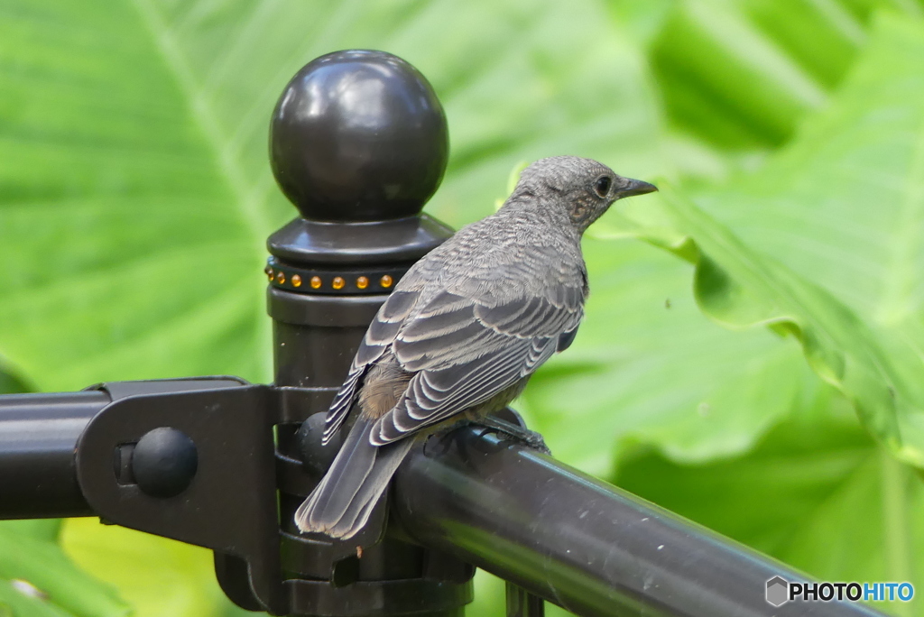 イソヒヨドリ雌
