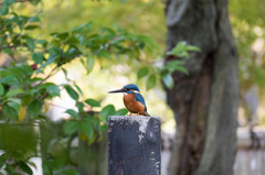 庭園のカワセミ