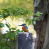 庭園のカワセミ