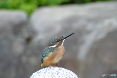 カワセミの雛