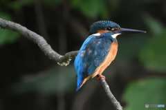 O池のカワセミ