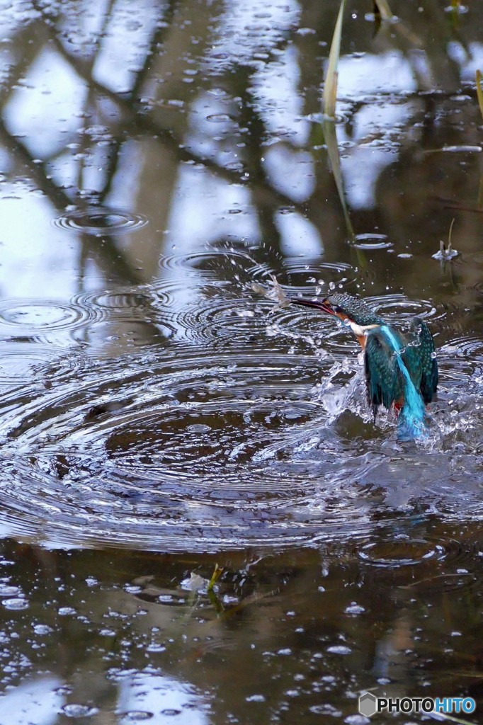 公園のカワセミ