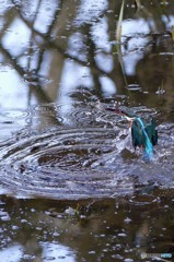 公園のカワセミ