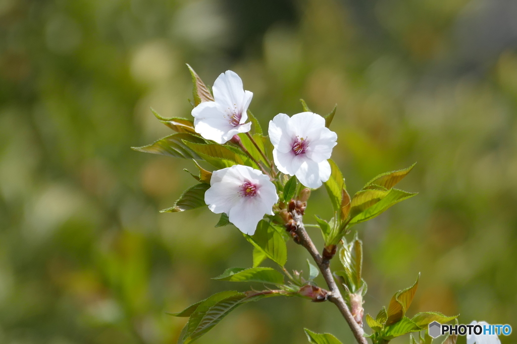 須磨浦公園の桜