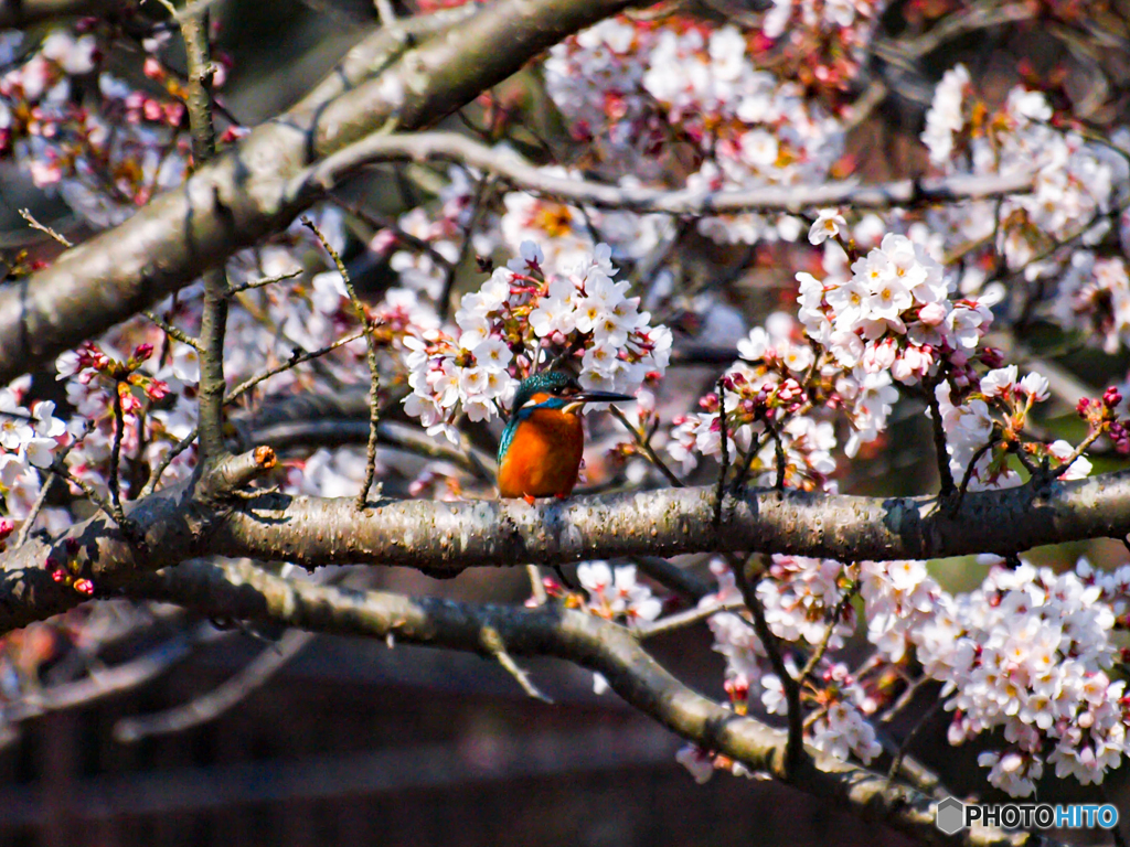 桜とカワセミ