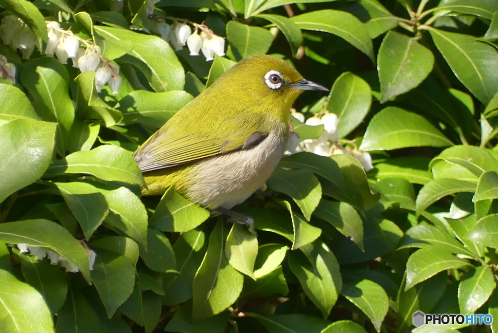 いつもの公園のメジロ