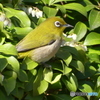 いつもの公園のメジロ