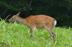 野生の鹿