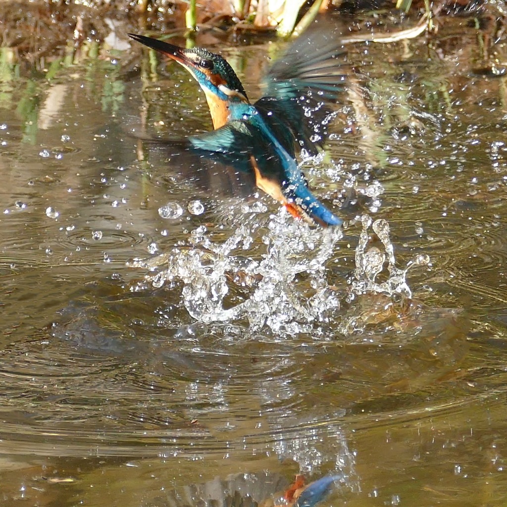 公園のカワセミ
