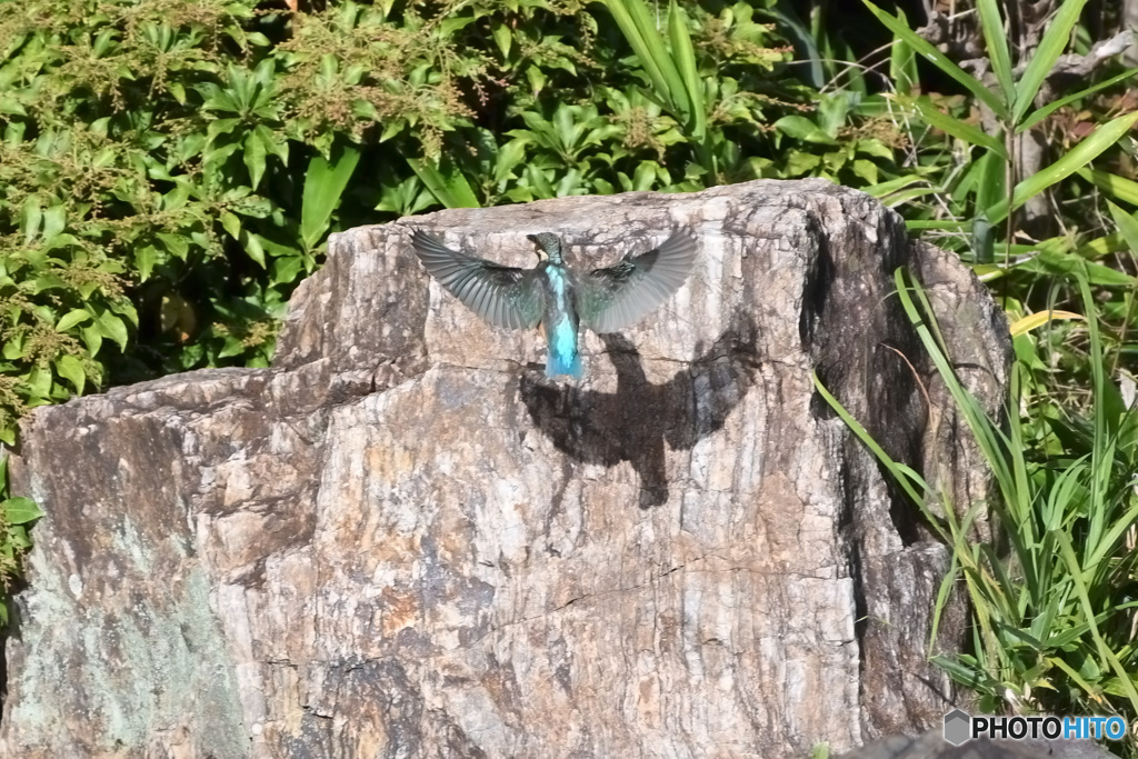 庭園のカワセミ