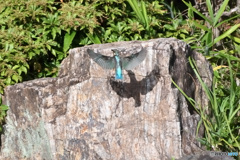 庭園のカワセミ